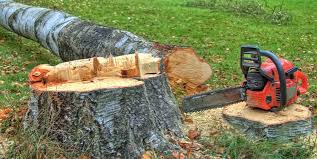 Best Fruit Tree Pruning  in Wildwood Crest, NJ
