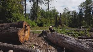 Best Tree Preservation Services  in Wildwood Crest, NJ