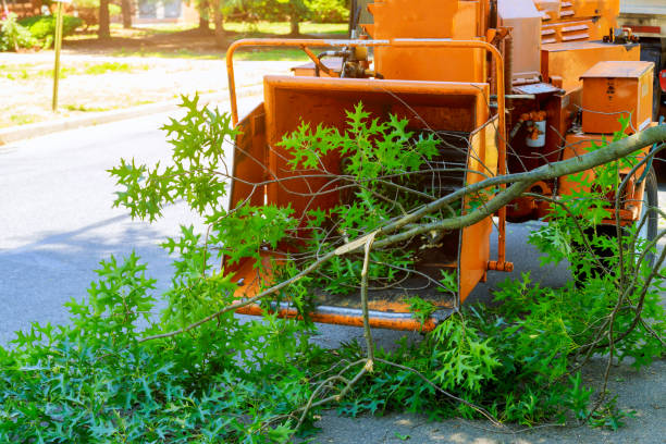 Best Hazardous Tree Removal  in Wildwood Crest, NJ