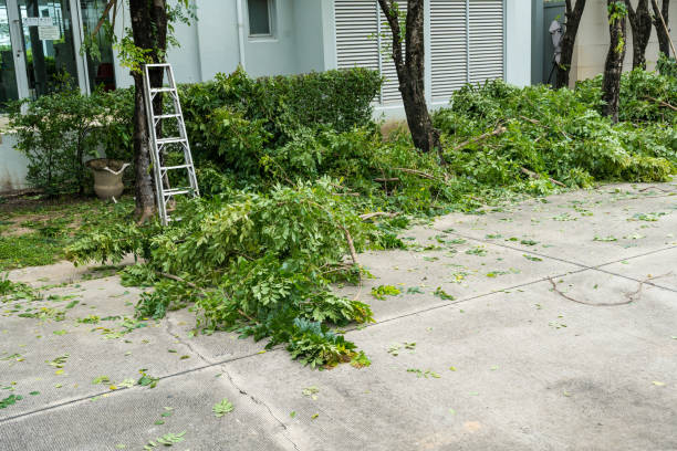 Best Tree Maintenance Programs  in Wildwood Crest, NJ