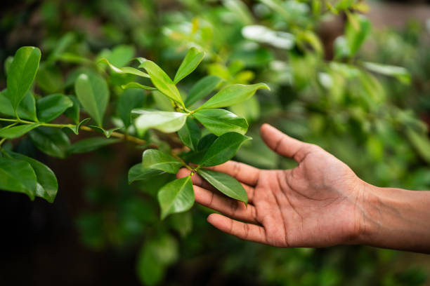 How Our Tree Care Process Works  in  Wildwood Crest, NJ