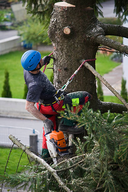 Best Stump Grinding and Removal  in Wildwood Crest, NJ