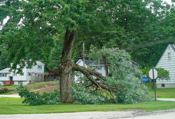 Trusted Wildwood Crest, NJ Tree Services Experts